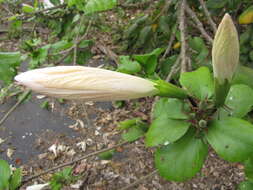 Image of white Kauai rosemallow