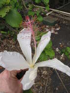 Image of white Kauai rosemallow