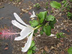 Image of white Kauai rosemallow