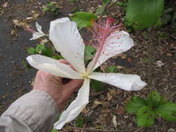 Image of white Kauai rosemallow