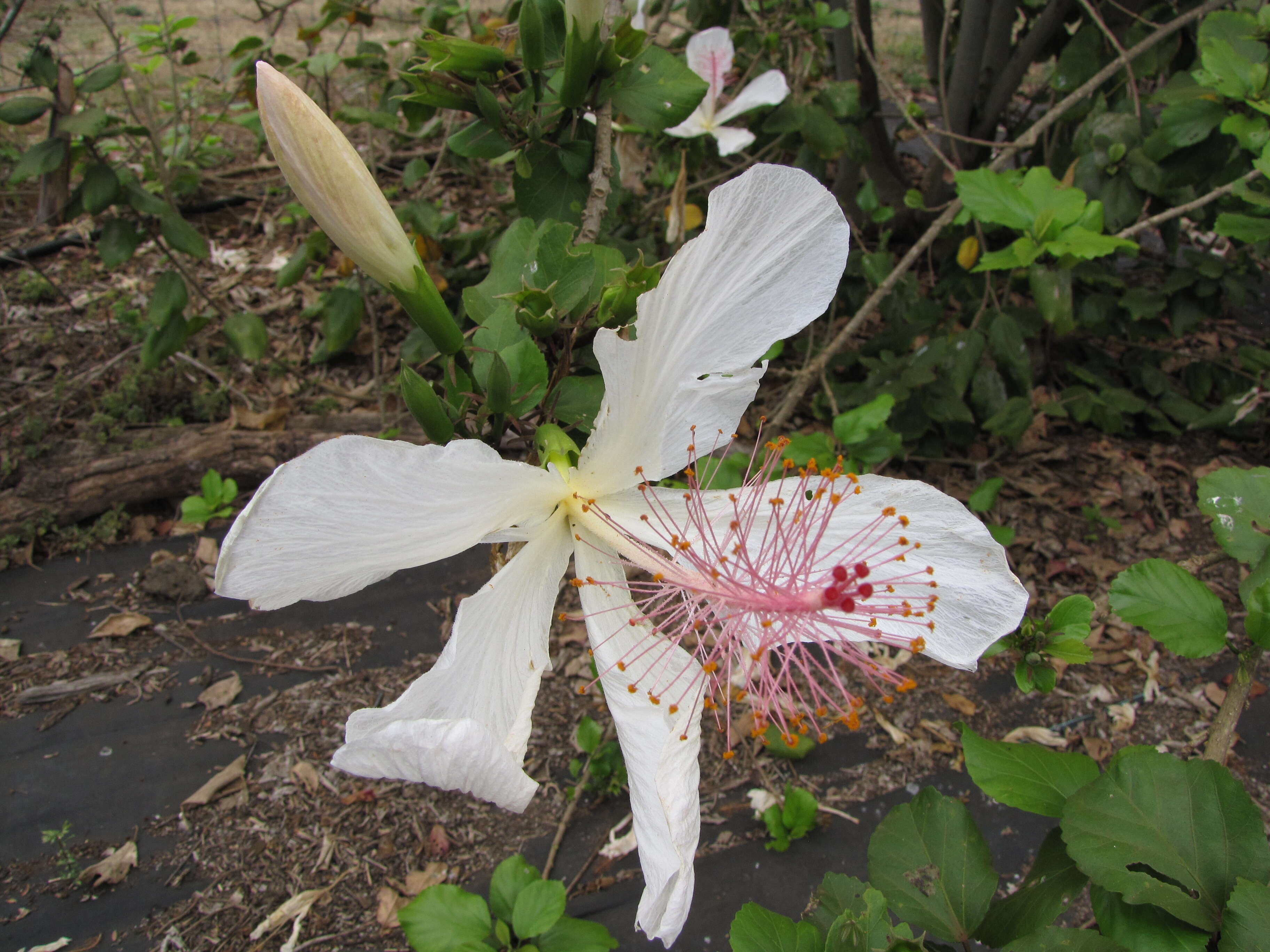 Image of white Kauai rosemallow