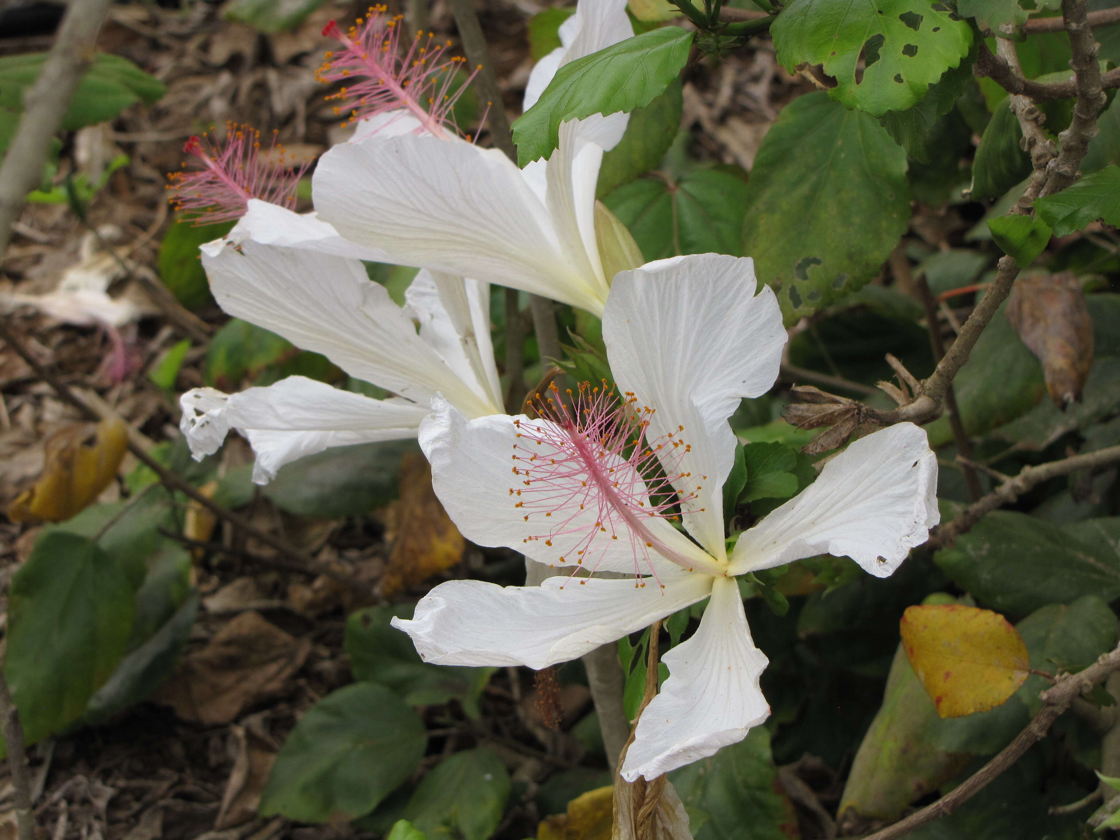 Image of white Kauai rosemallow