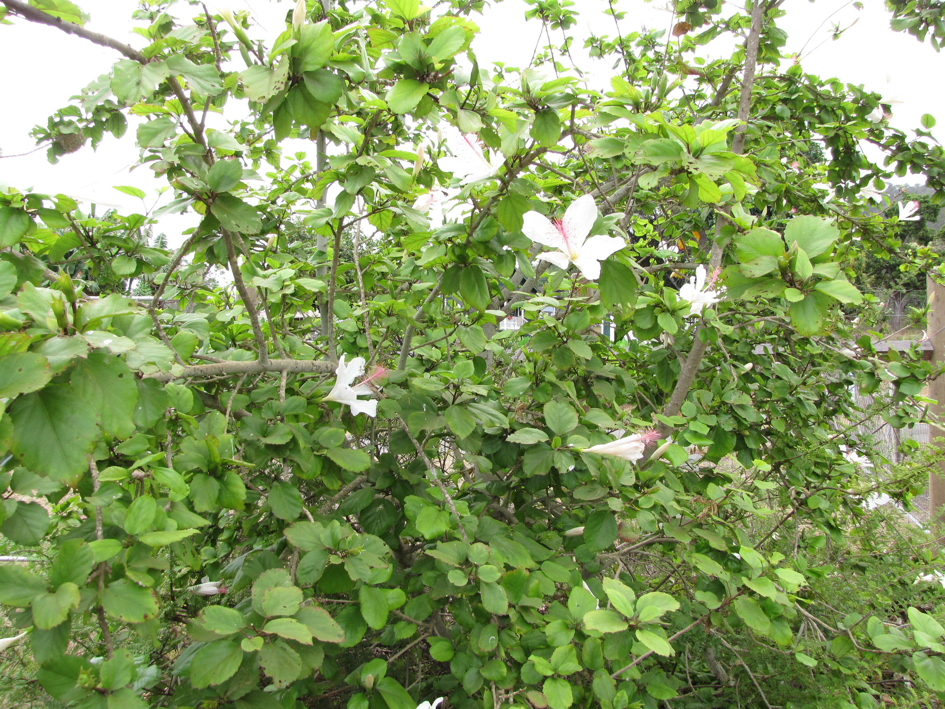 Image of white Kauai rosemallow