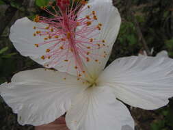 Image of white Kauai rosemallow