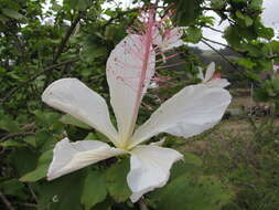 Image of white Kauai rosemallow