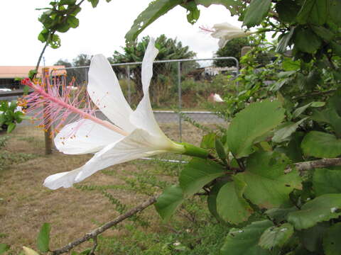 Image of white Kauai rosemallow