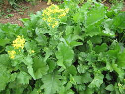 Image of common mustard