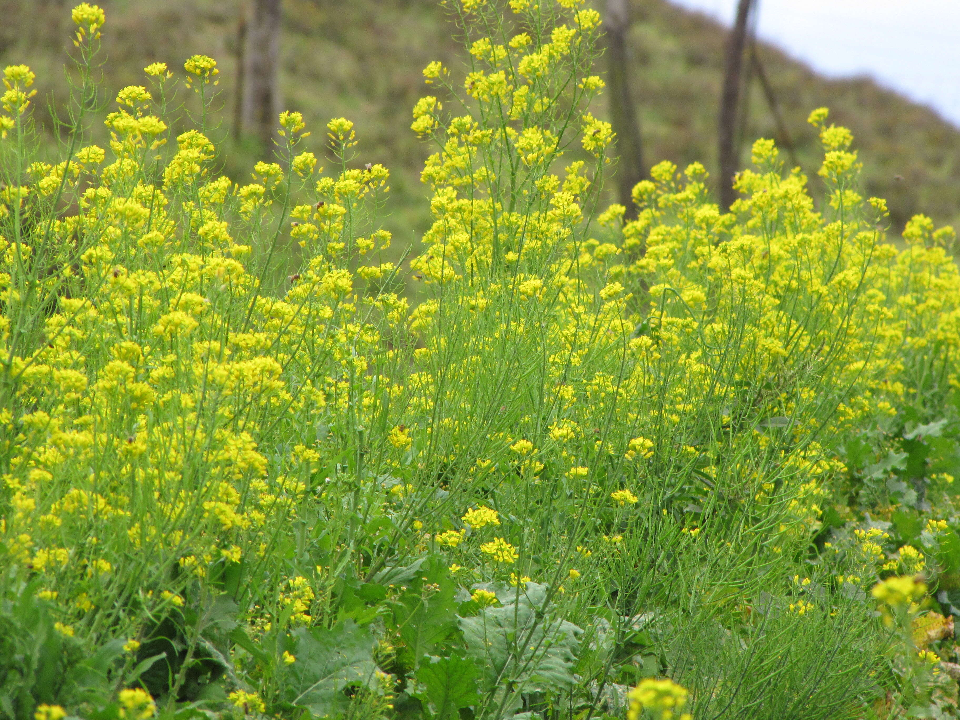 Image of common mustard