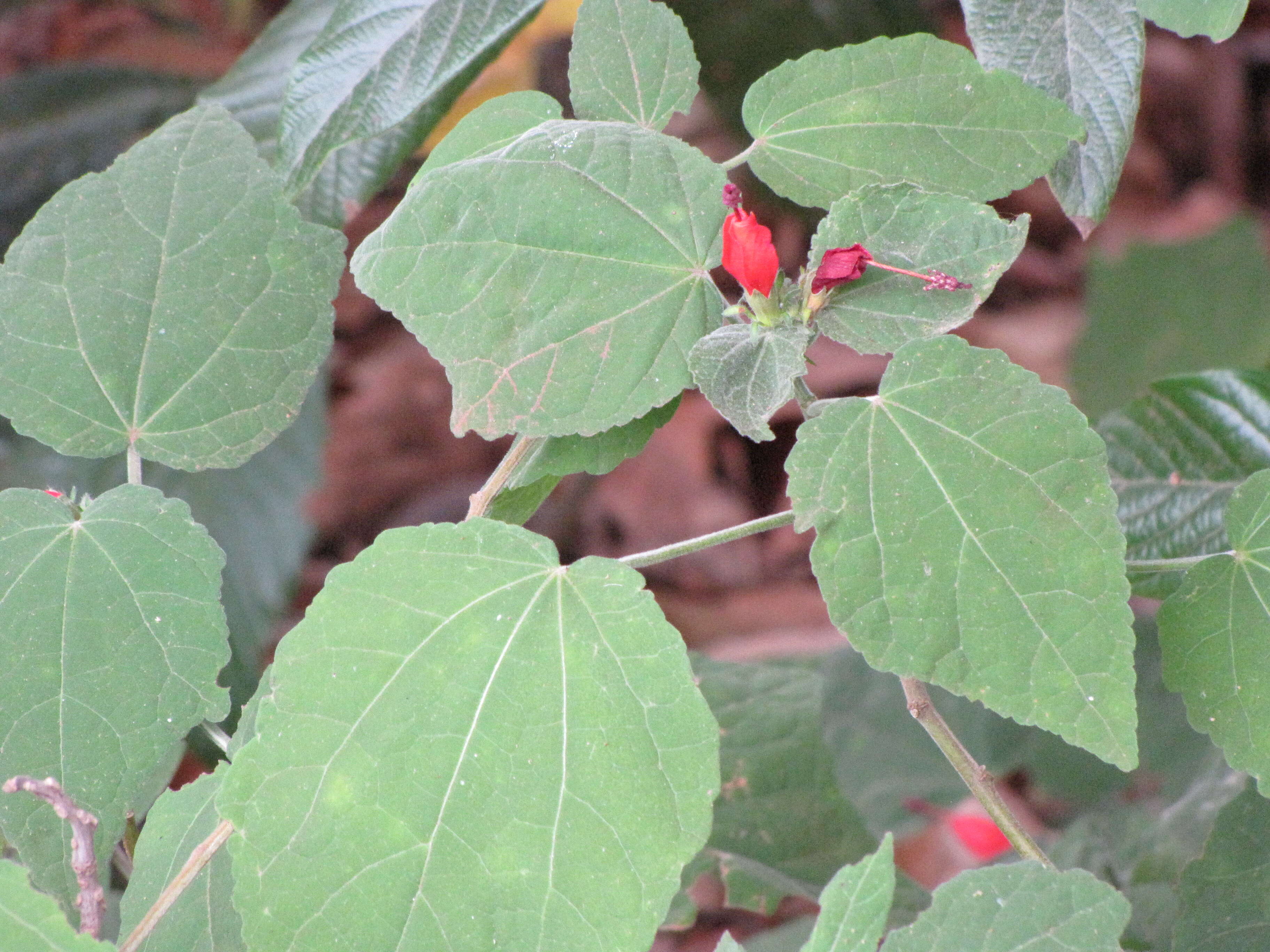 Image de Malvaviscus arboreus Cav.