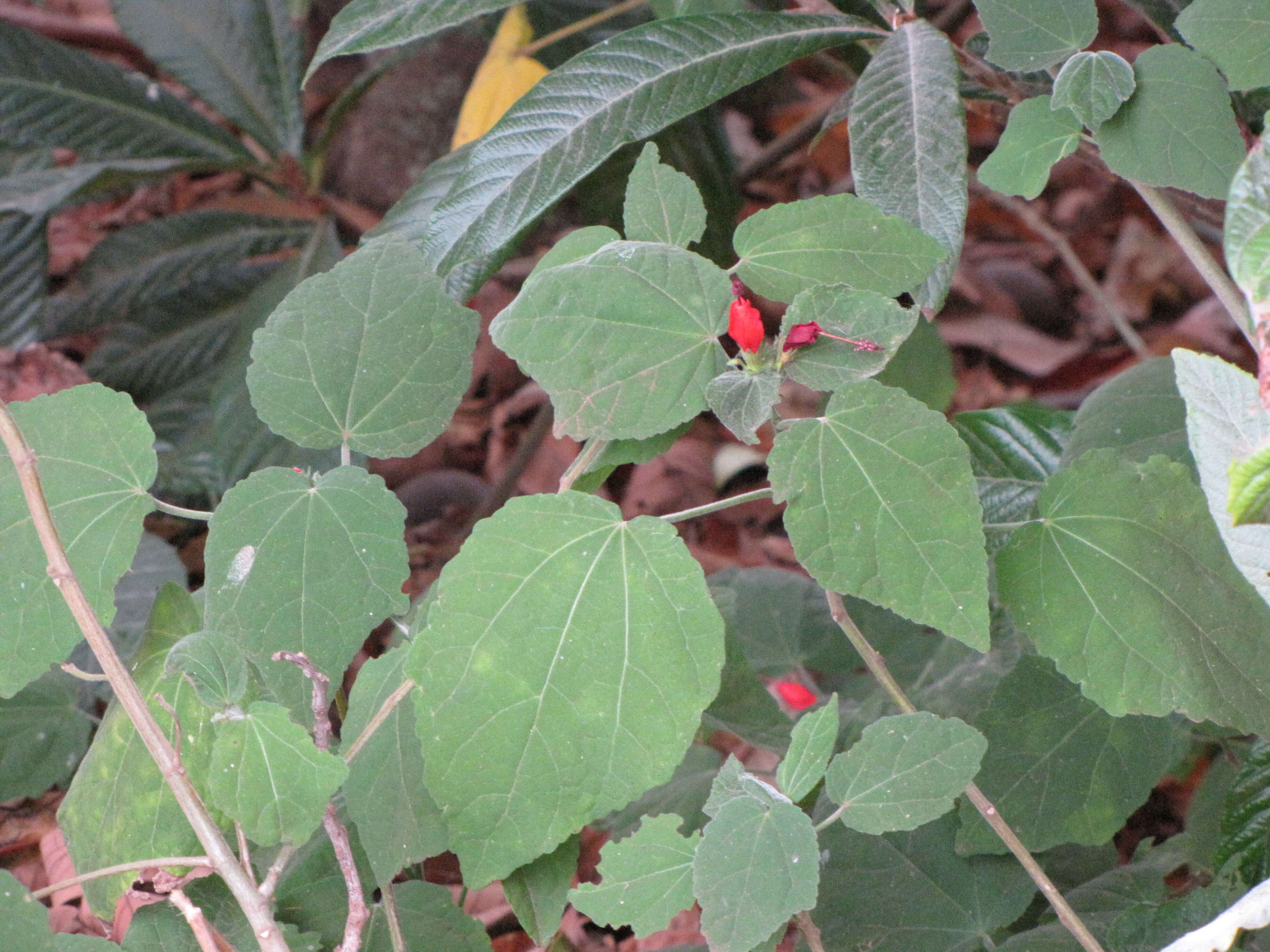 Image de Malvaviscus arboreus Cav.