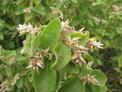 Image of Blunt Chaff Flower