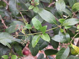Image of Pisonia brunoniana