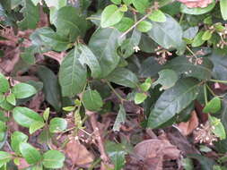 Image of Pisonia brunoniana