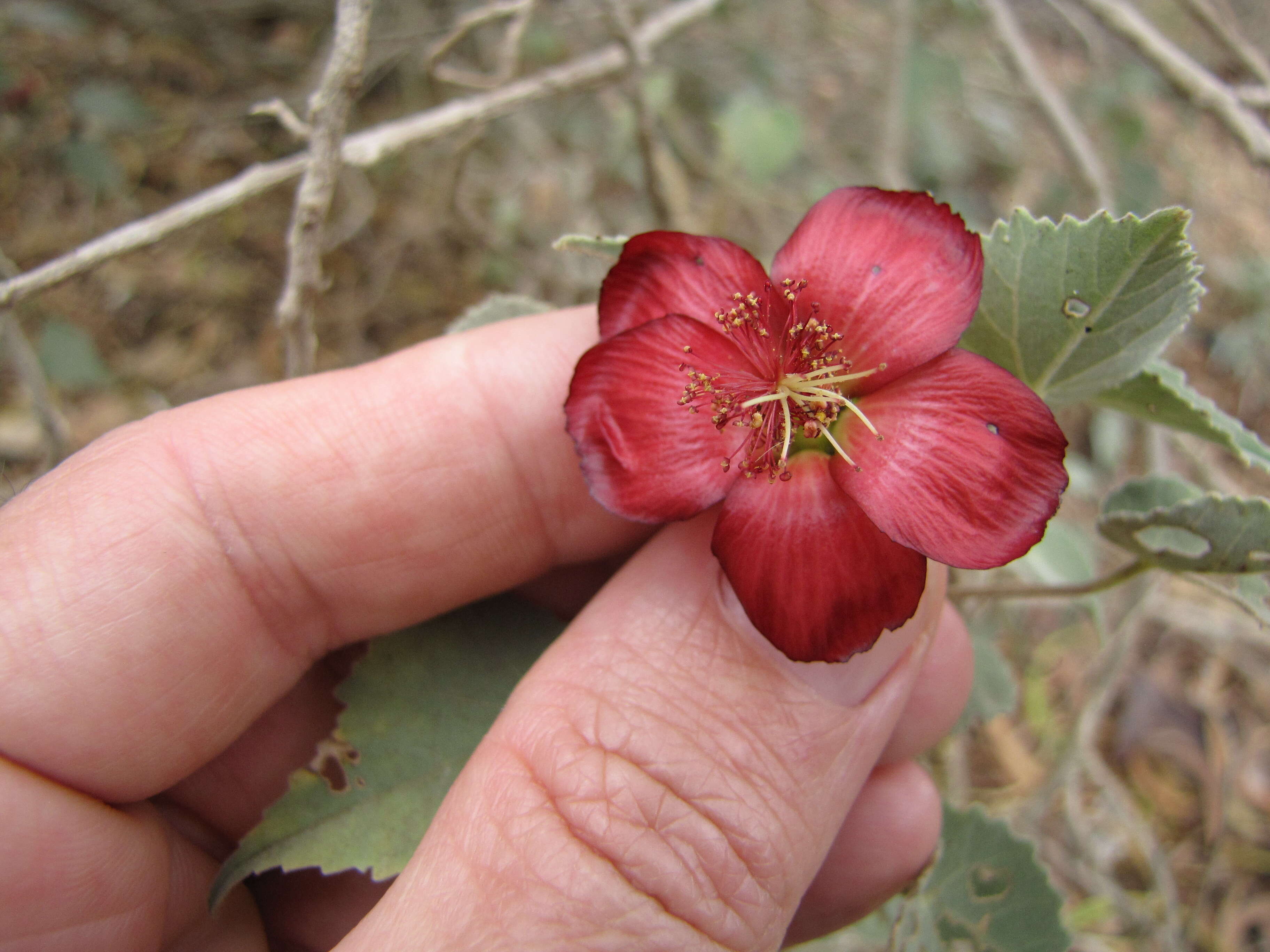 Imagem de Abutilon menziesii Seem.