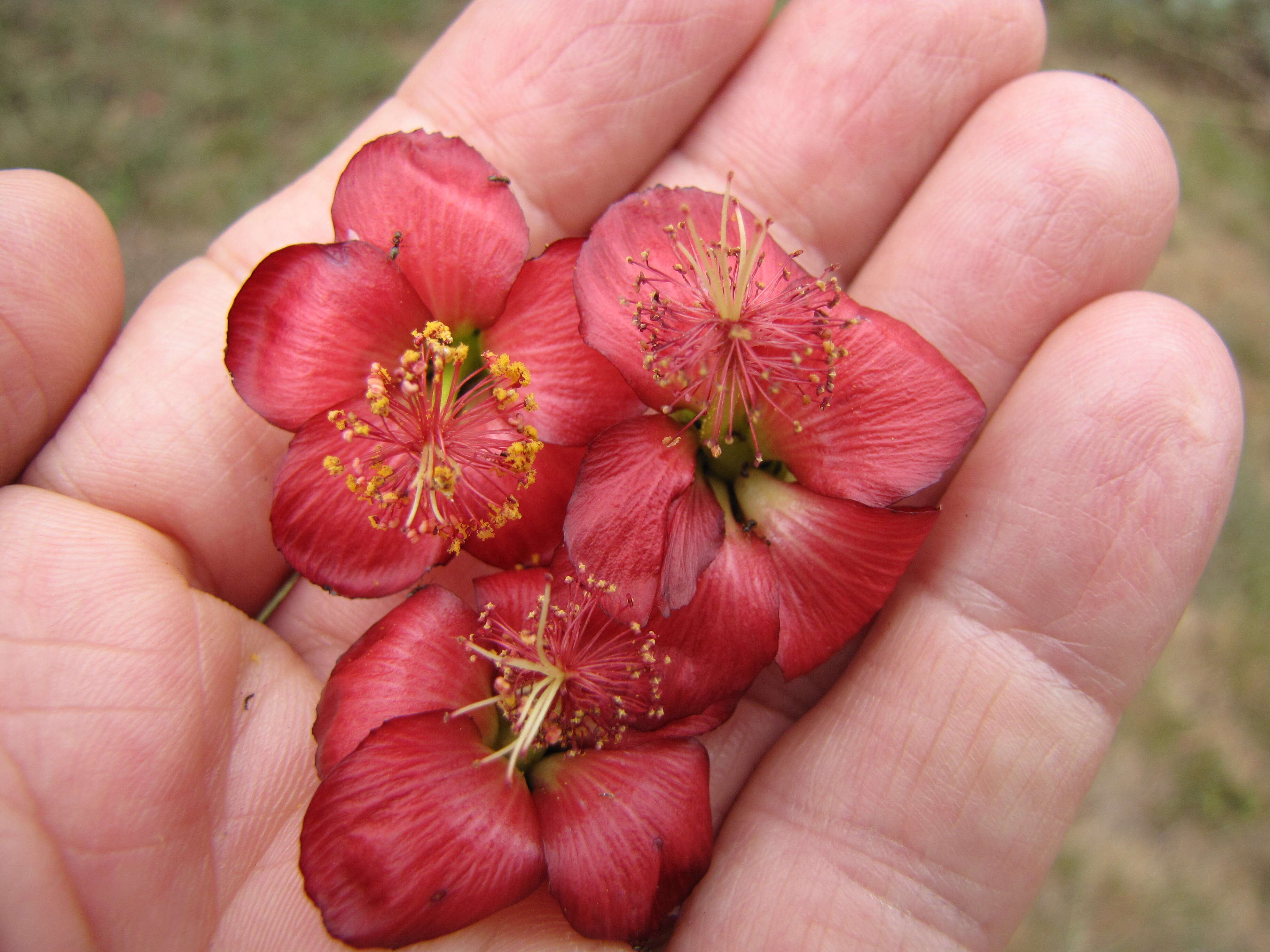 Imagem de Abutilon menziesii Seem.