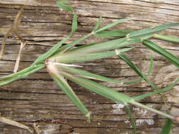 Image of Rhodes grass