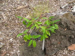 Image of Hawai'i kauilatree