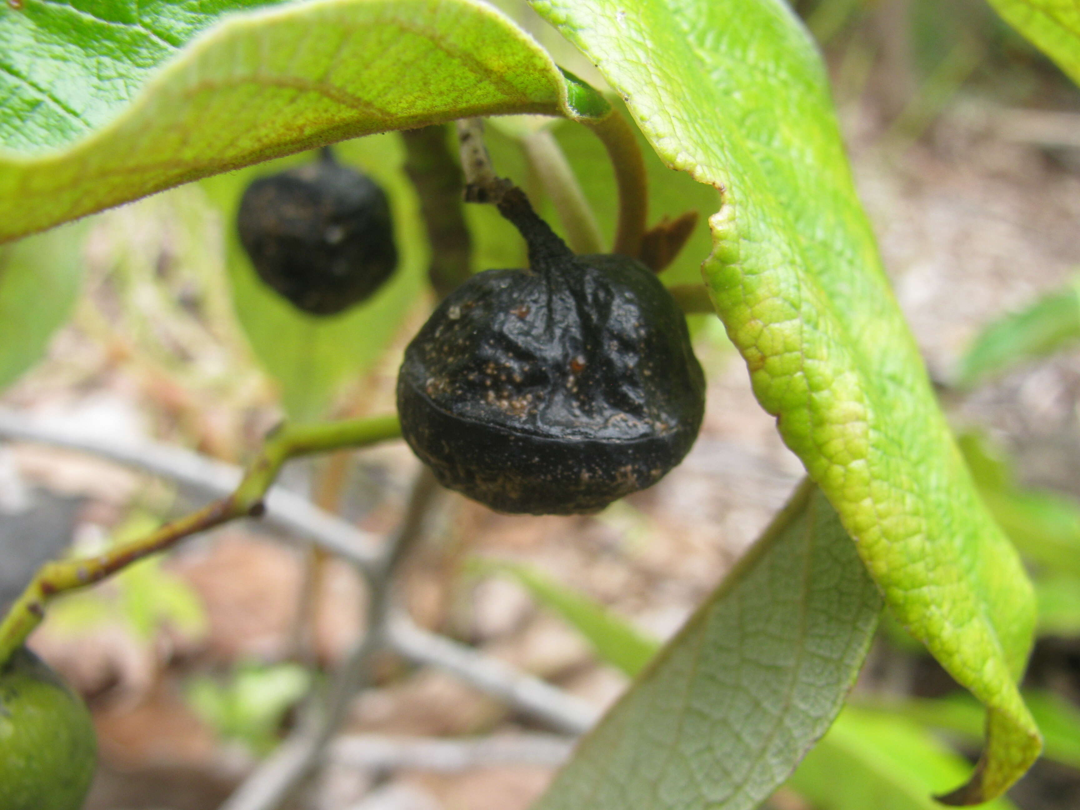 Image of Hawai'i kauilatree