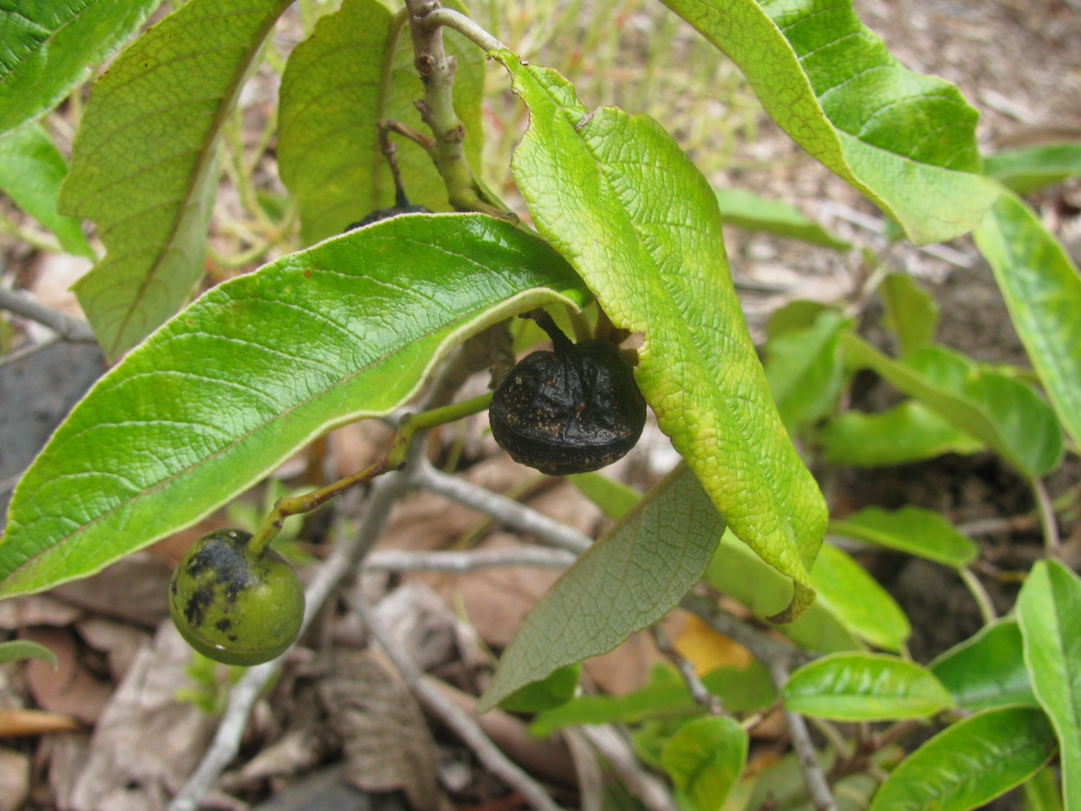 Image of Hawai'i kauilatree