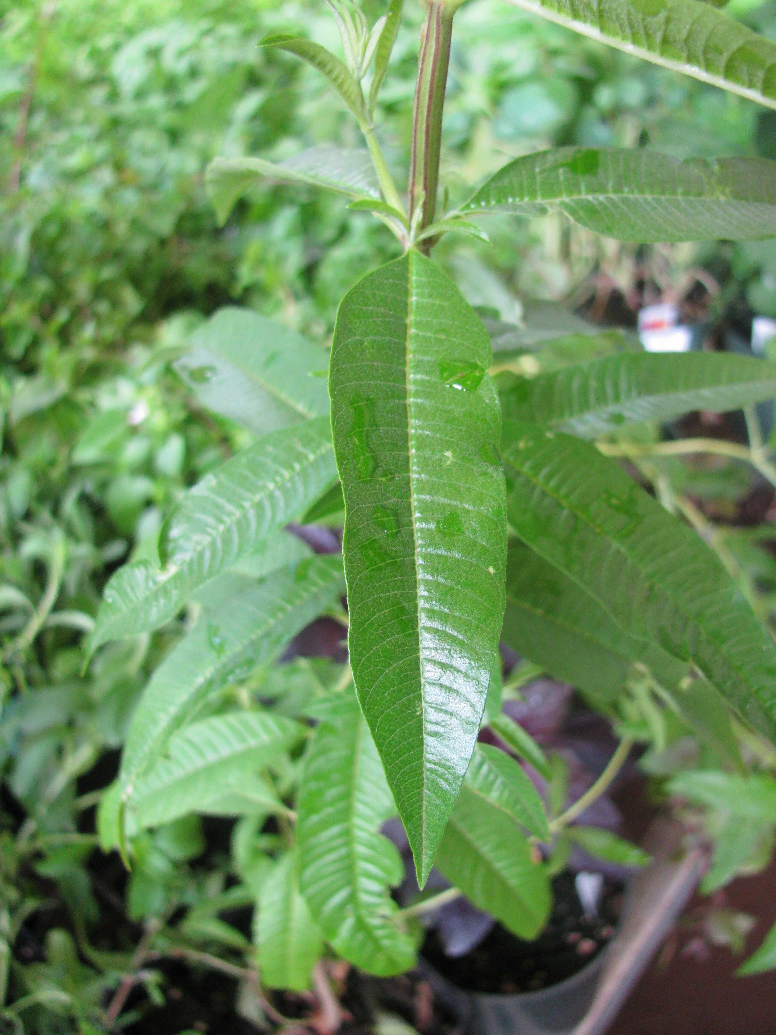 Image of lemon beebrush