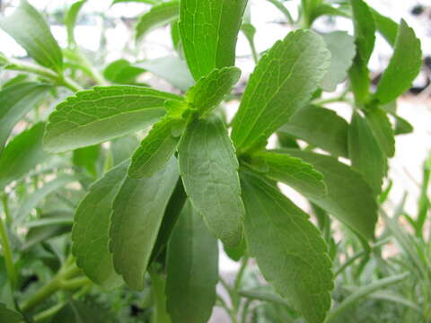 Image of candyleaf