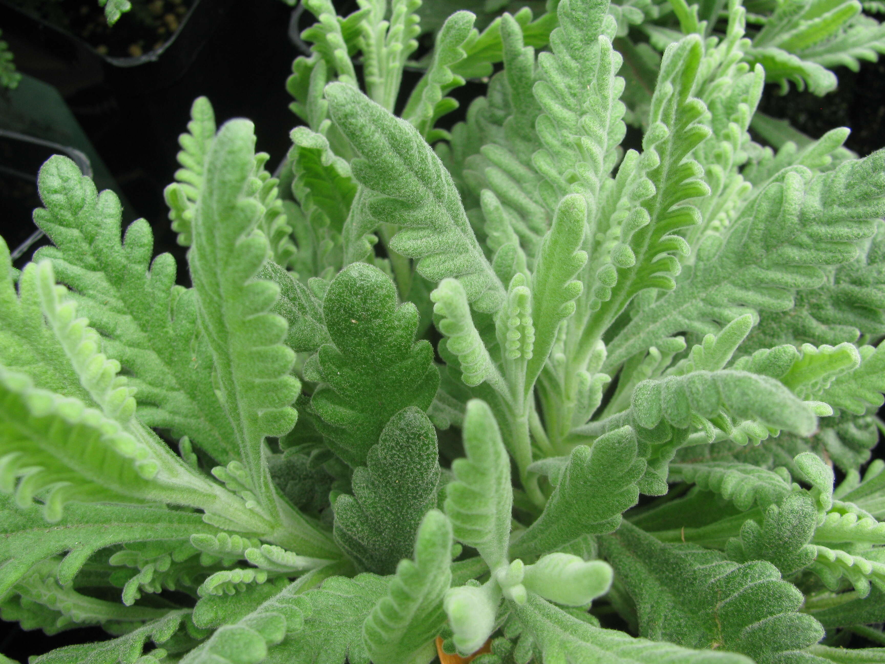 Image of French lavender