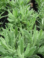 Image of French lavender