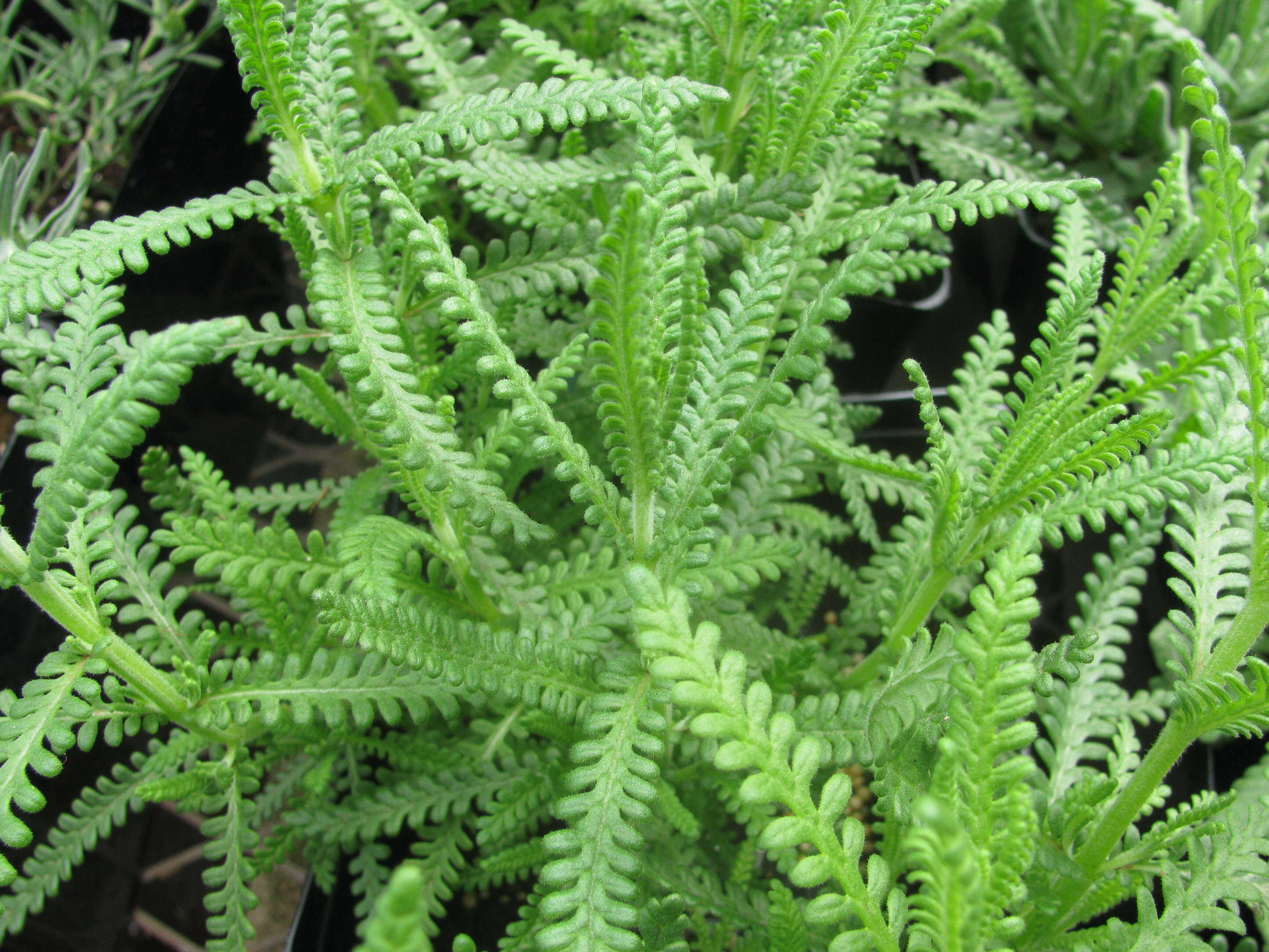 Image of French lavender