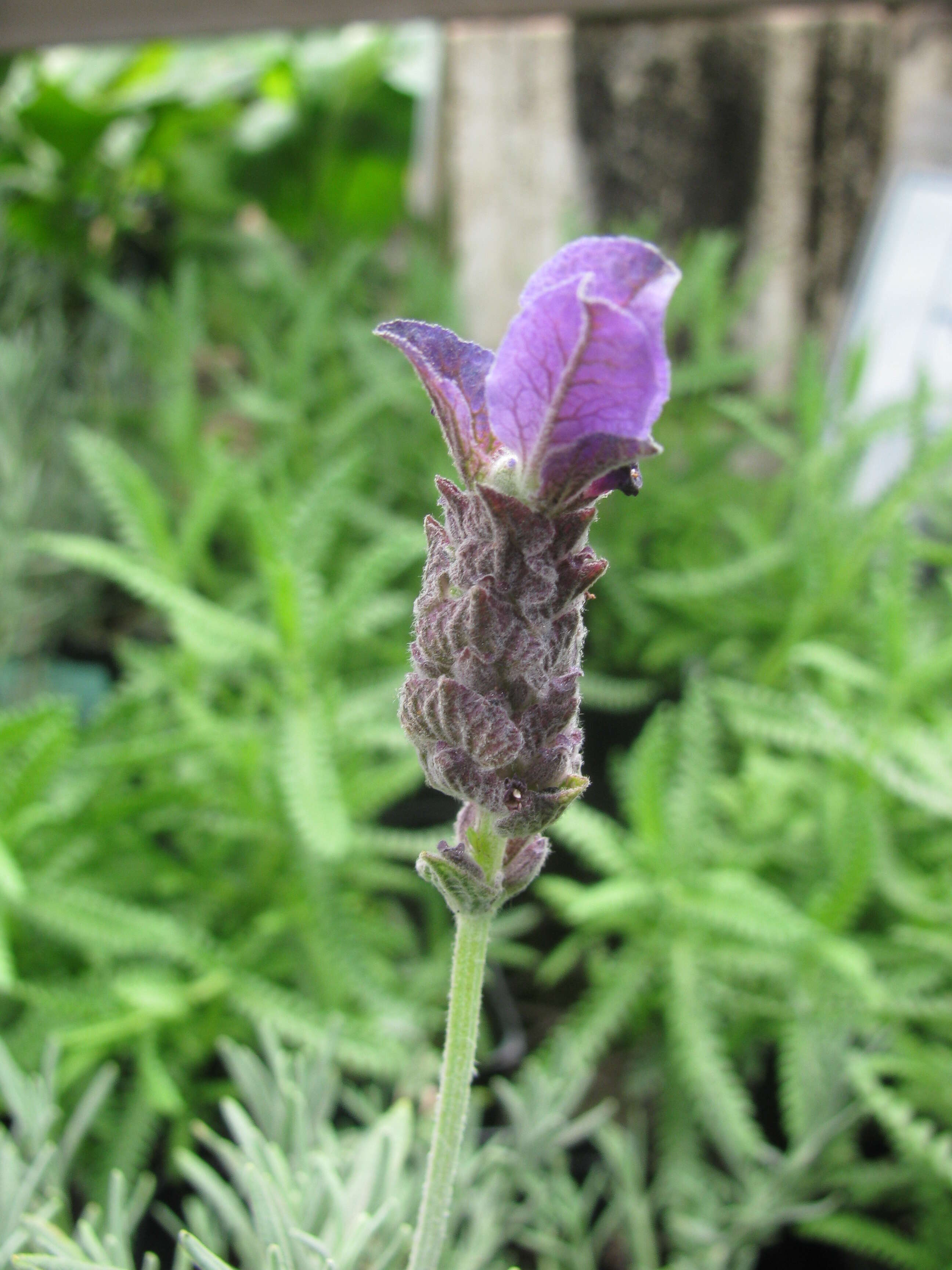 Image of French lavender