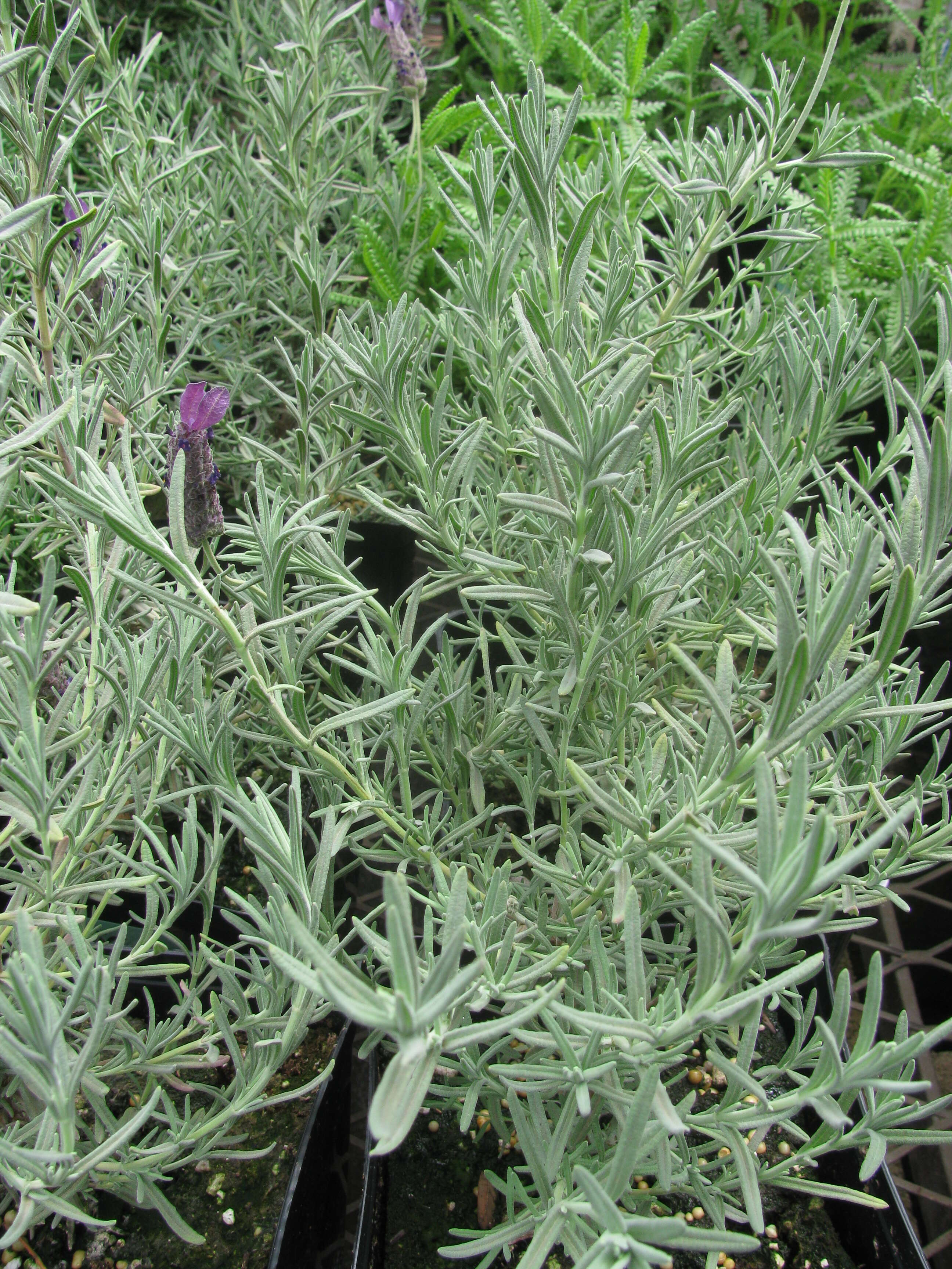 Imagem de Lavandula stoechas L.