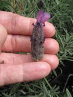 Image of French lavender