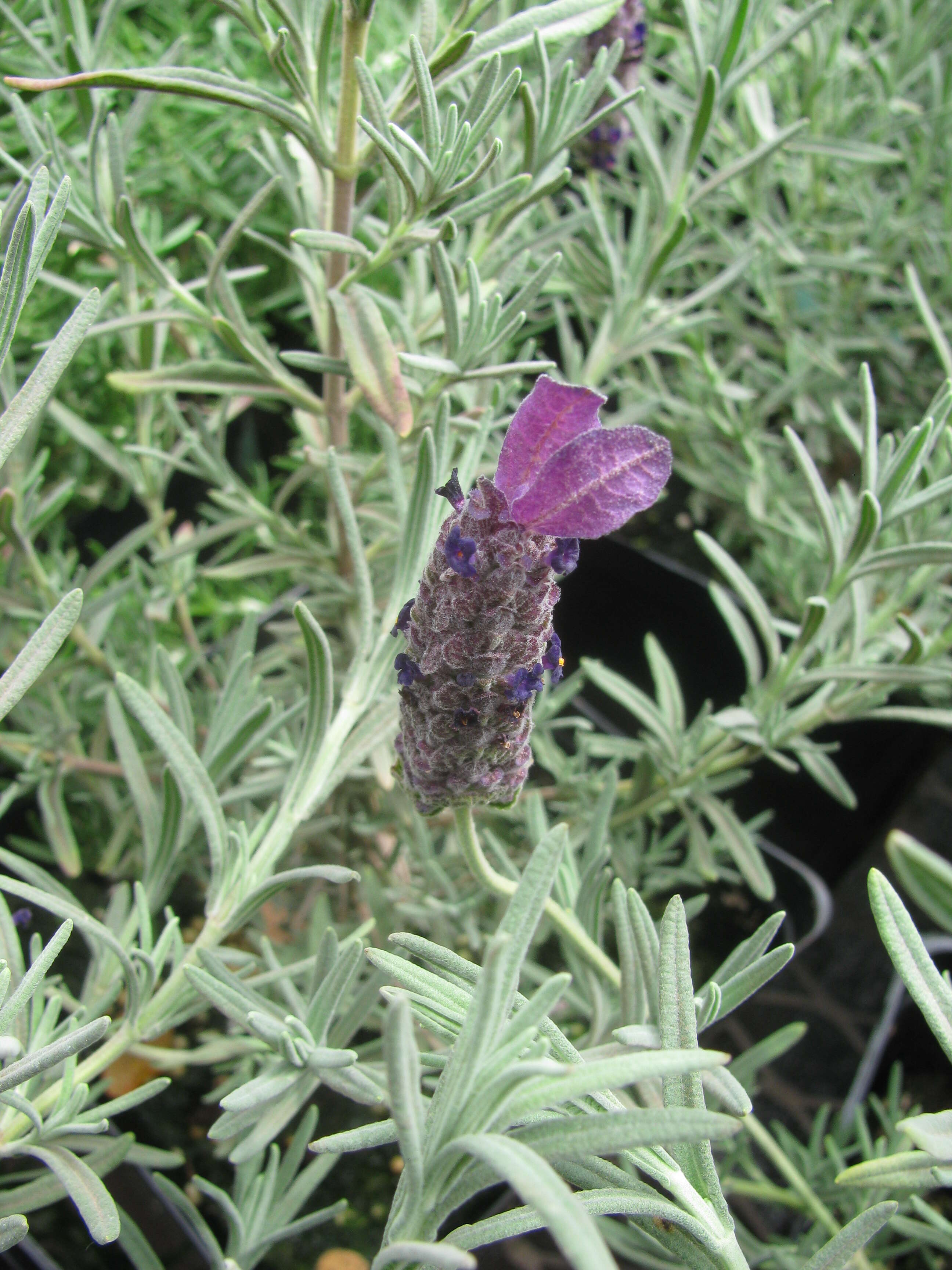 Image of French lavender