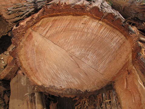 Image of southern mahogany