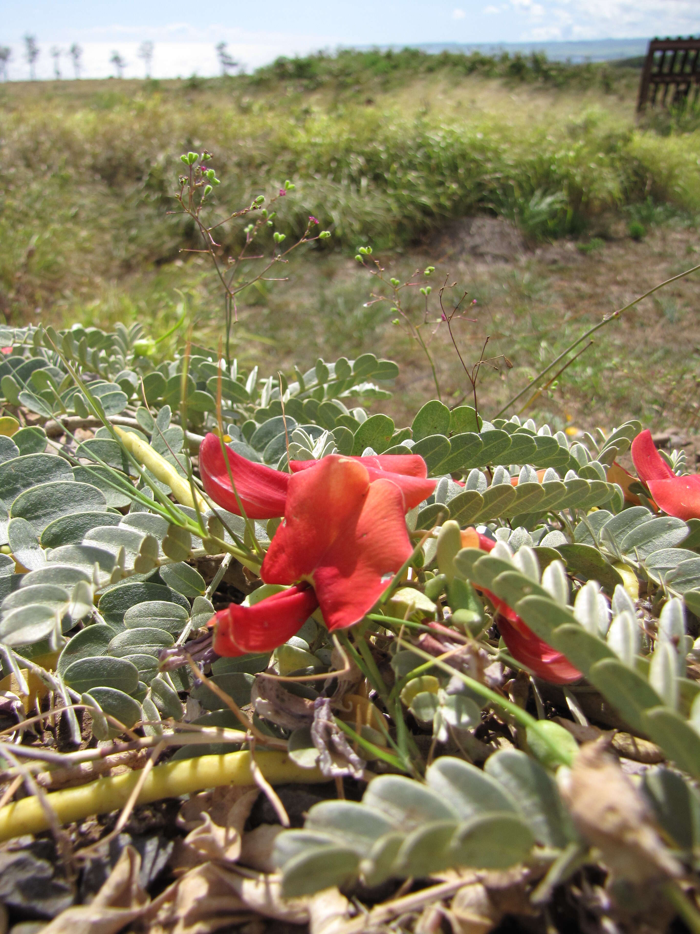 Image of Oahu riverhemp