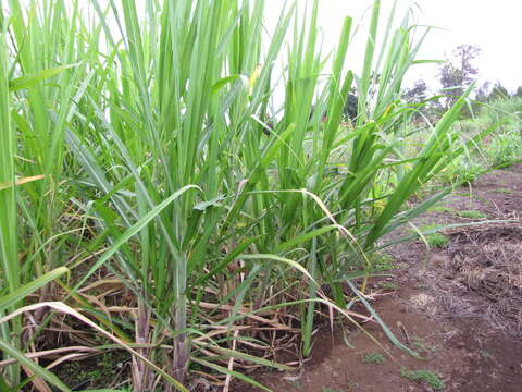 Imagem de Pennisetum alopecuroides