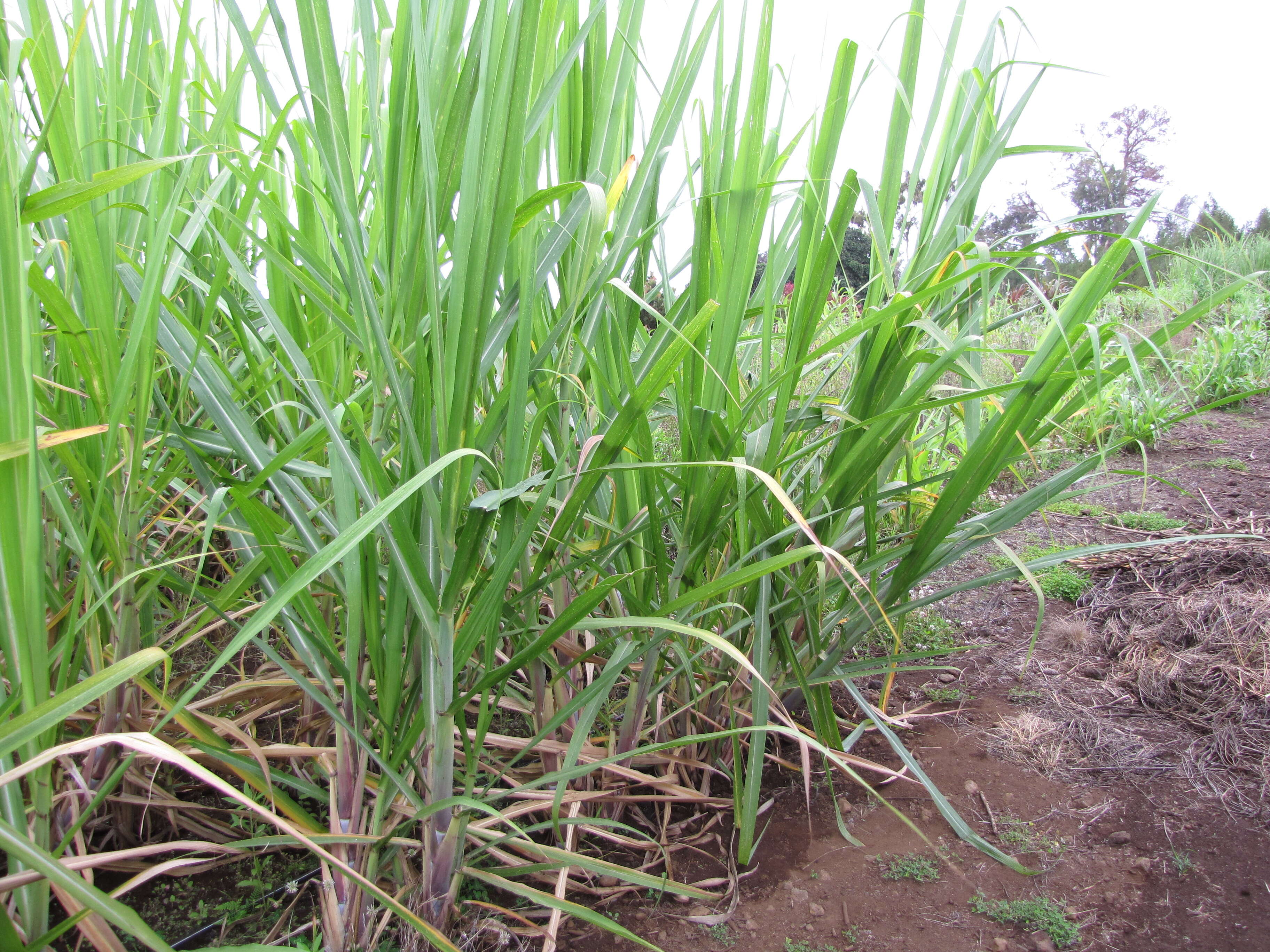 Imagem de Pennisetum alopecuroides