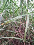 Imagem de Pennisetum alopecuroides