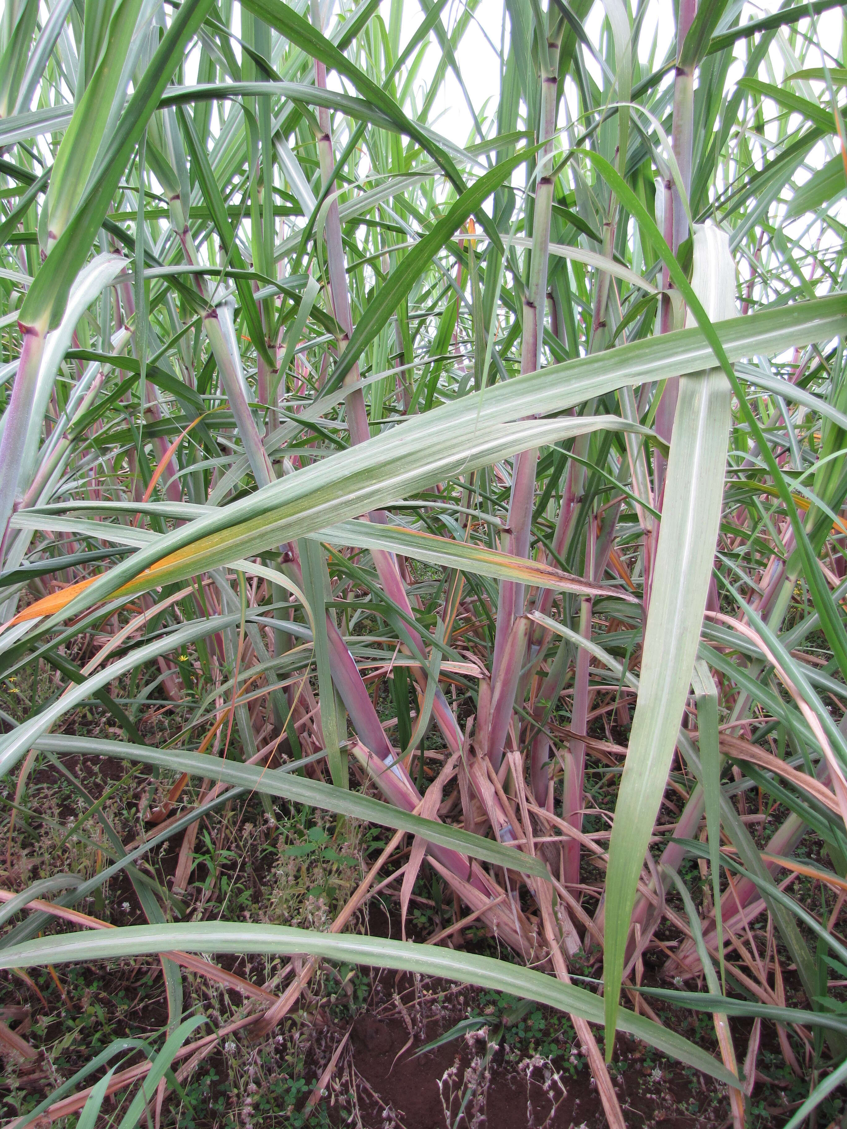 Imagem de Pennisetum alopecuroides