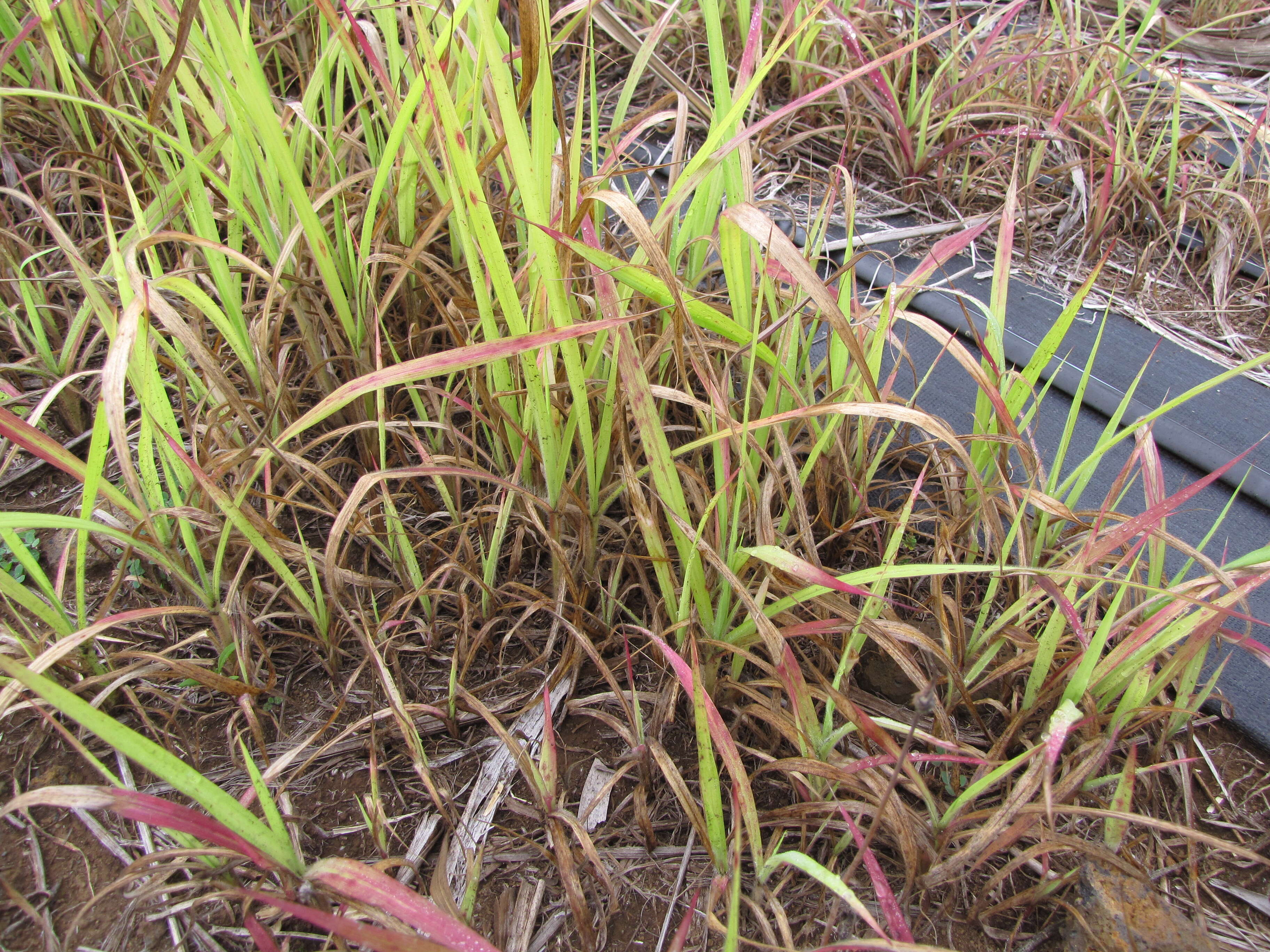 Imagem de Pennisetum alopecuroides