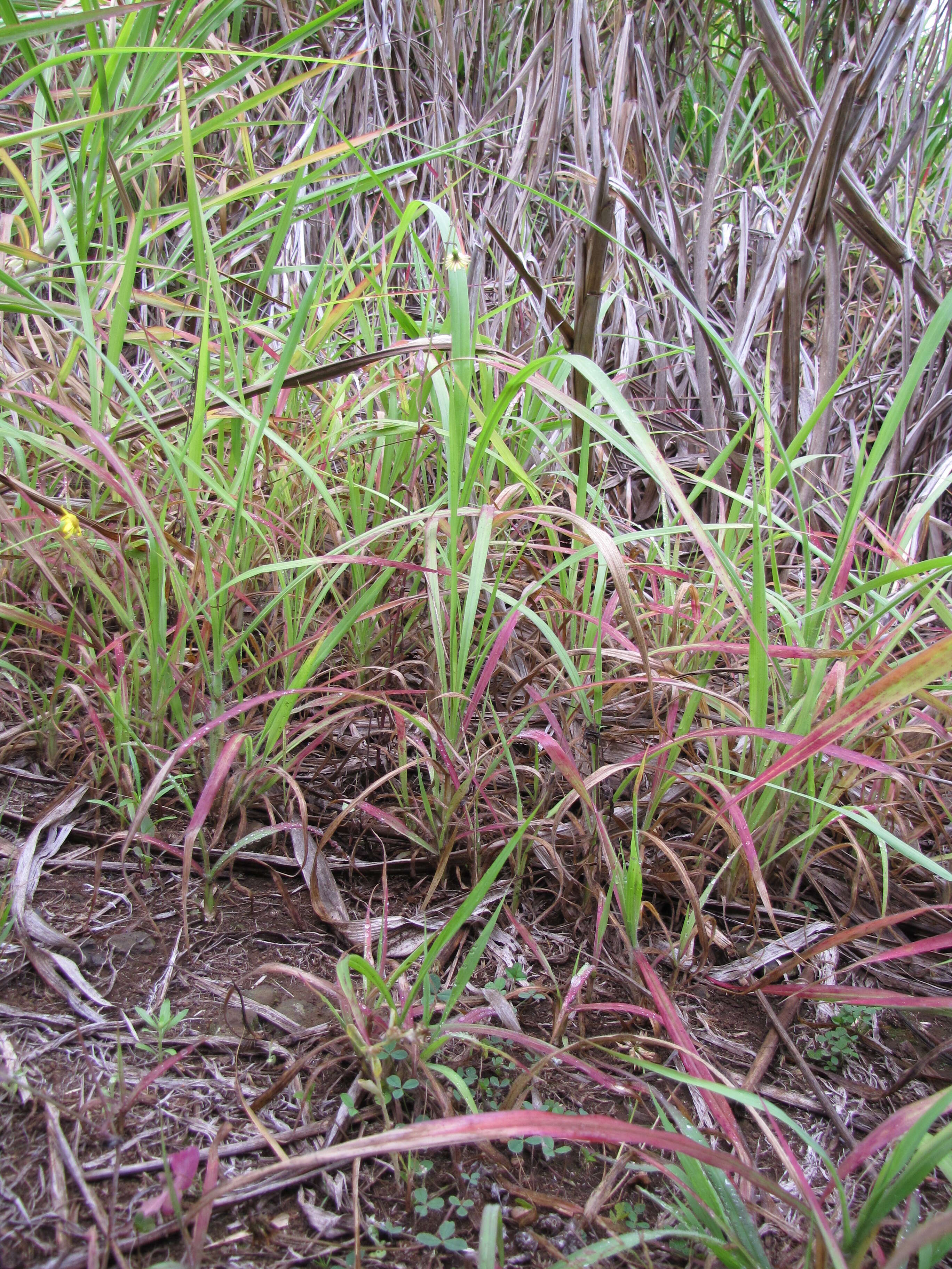 Imagem de Pennisetum alopecuroides