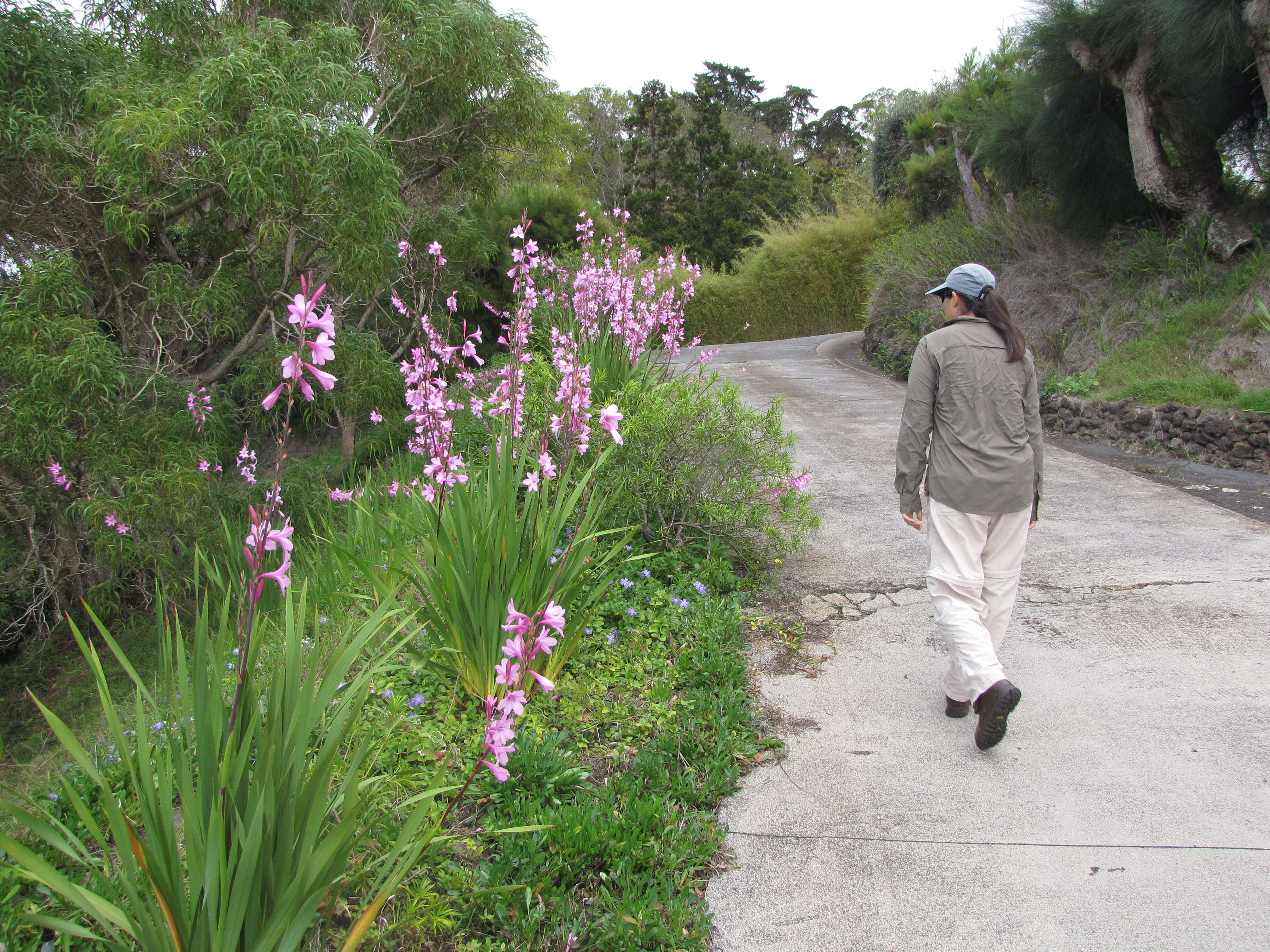 Imagem de Watsonia borbonica (Pourr.) Goldblatt