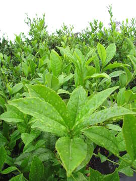 Image of Tea plant