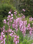 Imagem de Watsonia borbonica (Pourr.) Goldblatt