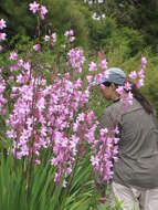 Image of Cape bugle-lily