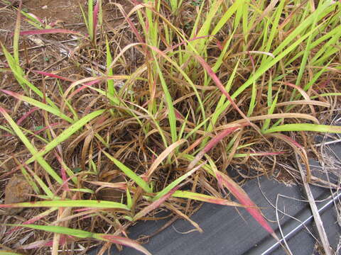 Imagem de Pennisetum alopecuroides