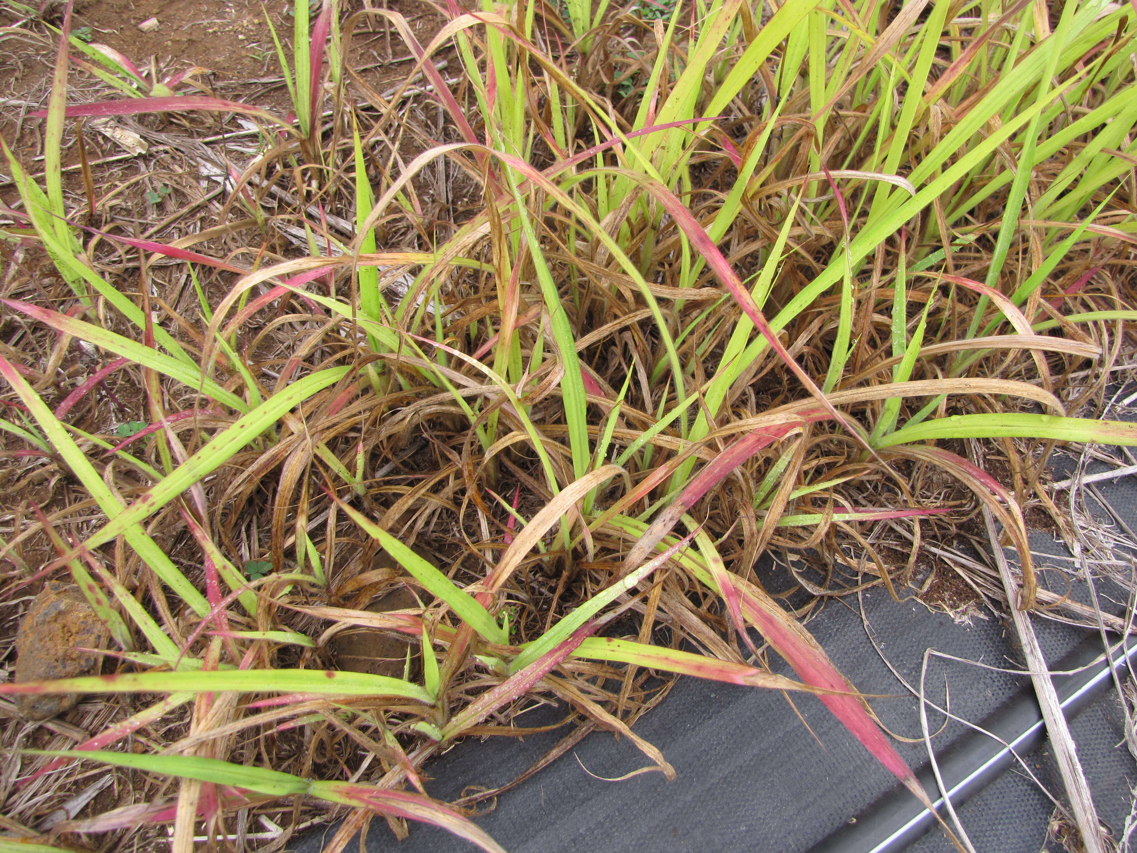 Imagem de Pennisetum alopecuroides