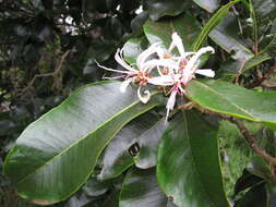 Image of Calodendrum capense (L. fil.) Thunb.