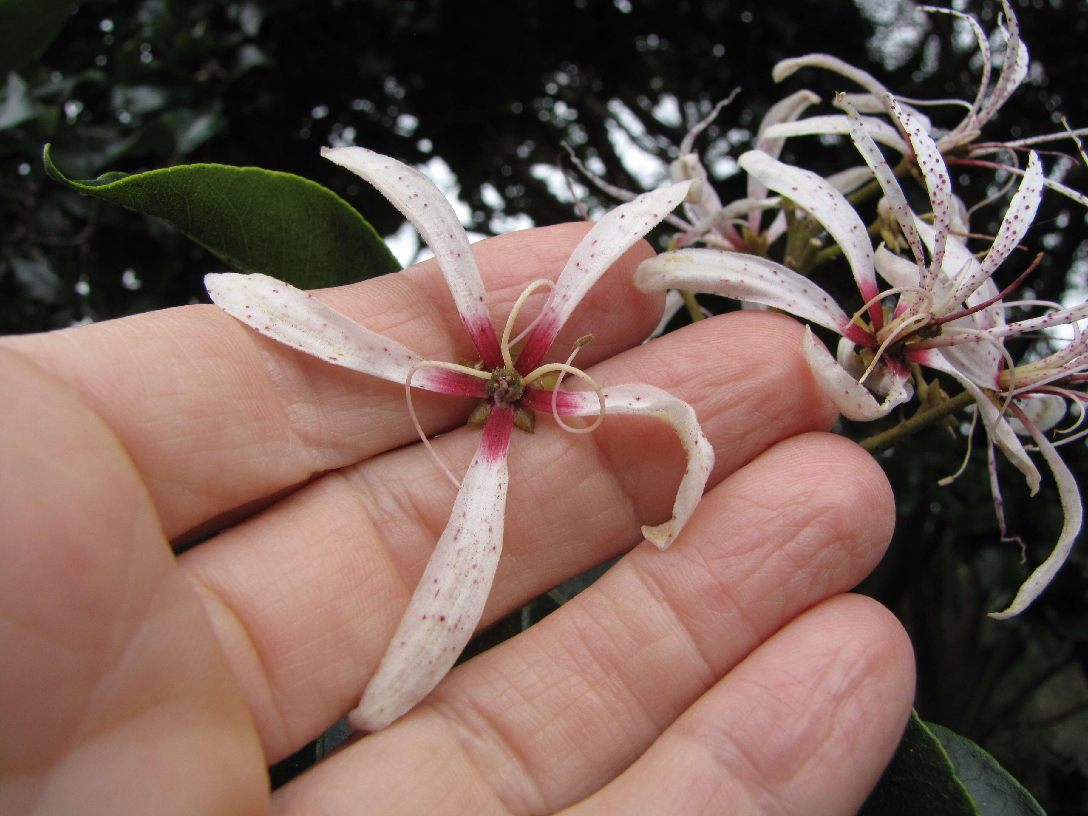 Image of Calodendrum capense (L. fil.) Thunb.