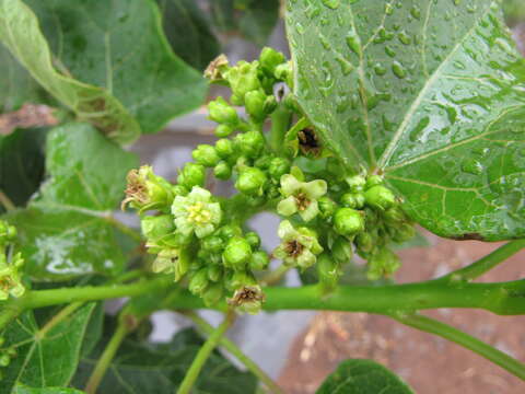 Image of Barbados nut