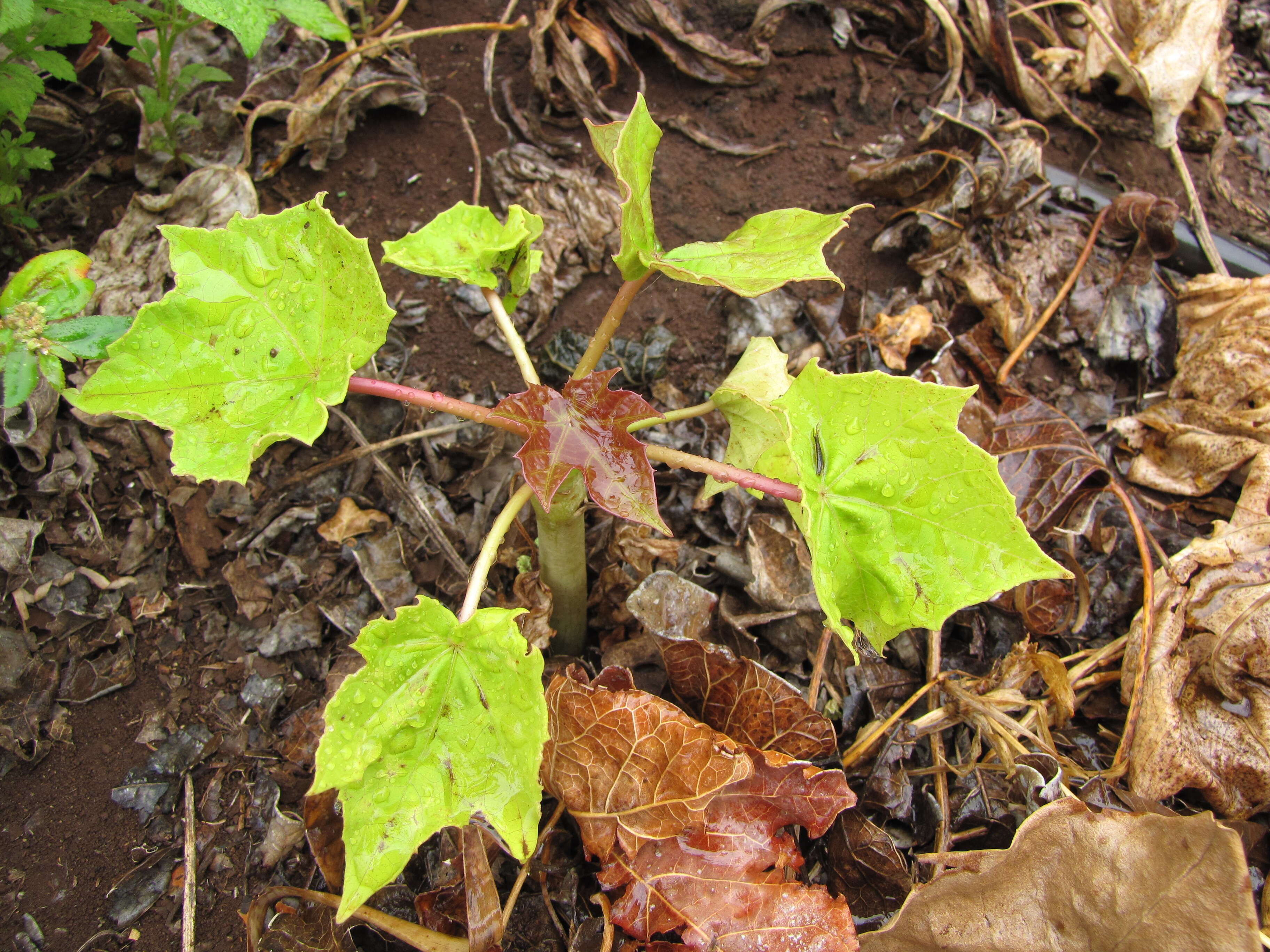 Image of Barbados nut